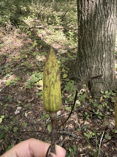 American tuliptree