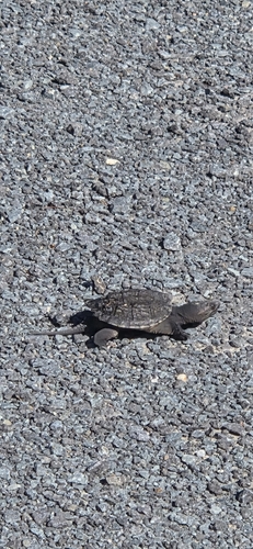 Common Snapping Turtle