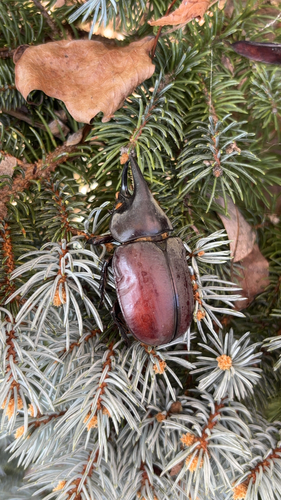 Eastern Hercules Beetle