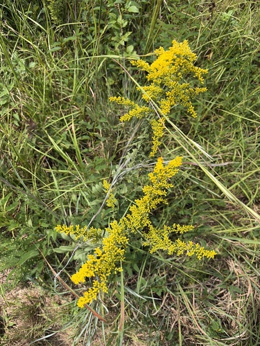 field goldenrod
