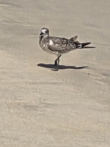 Laughing Gull observed by abireley