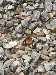 Argynnis hyperbius