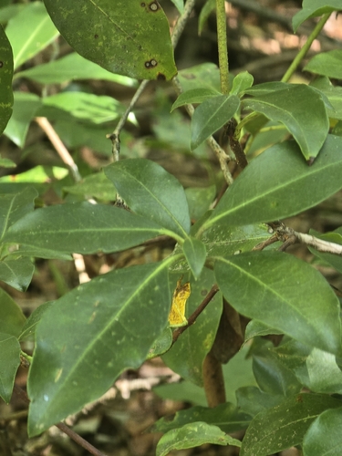 mountain laurel