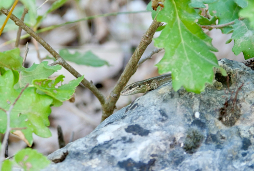 Common Wall Lizard
