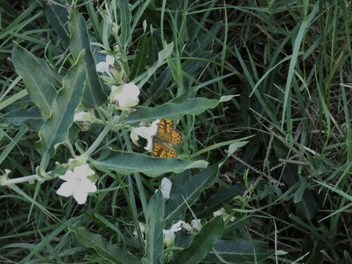 Moth Vine