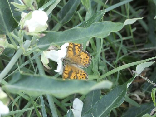 Wall Brown