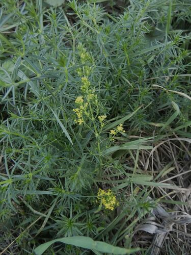 Lady's Bedstraw