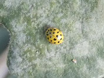 22-spot Ladybird