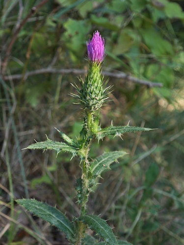 Bull Thistle