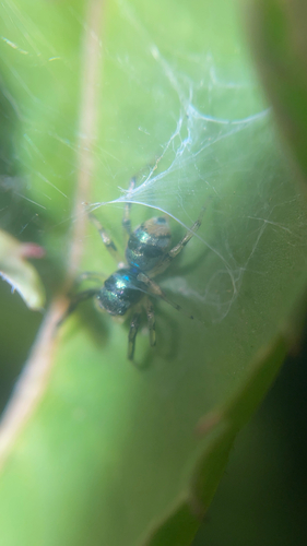 Banded Phintella