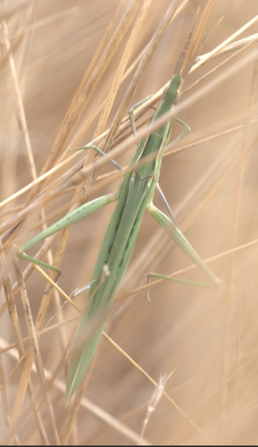 Mediterranean Slant-faced Grasshopper