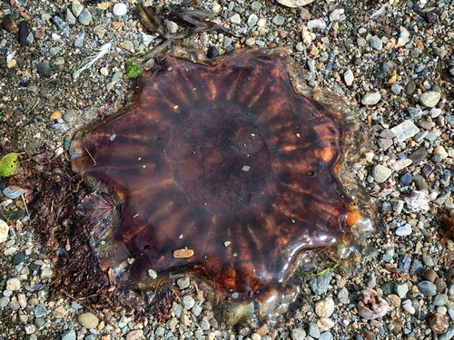 Lion's Mane Jelly