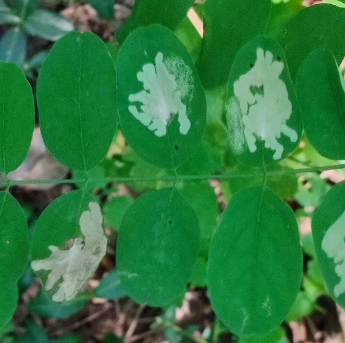 Locust Digitate Leafminer Moth
