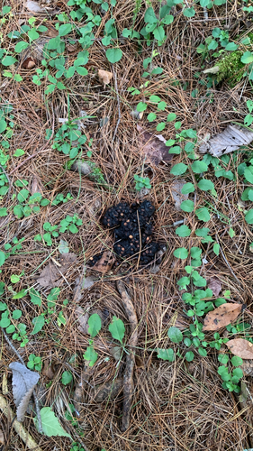 American Black Bear