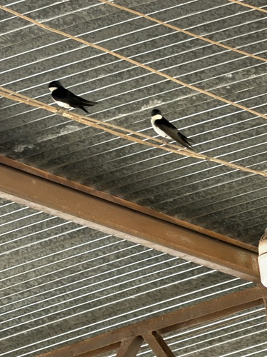 Blue-and-white Swallow