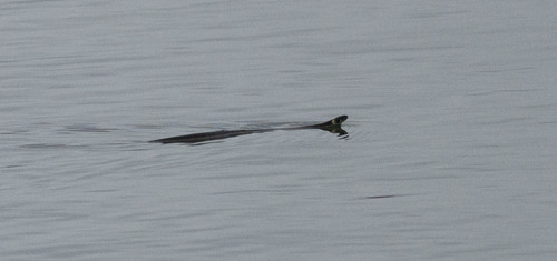 grass snake