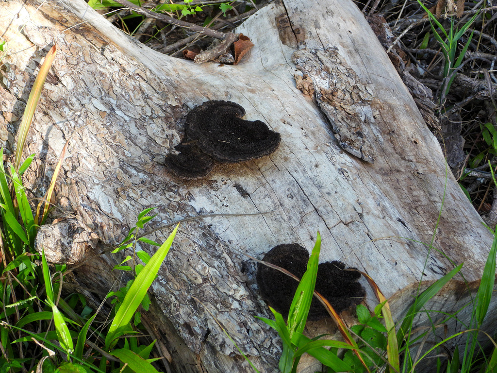 Hairy Hexagonia · September 2026 · photo: Photo: no rights reserved · iNaturalist