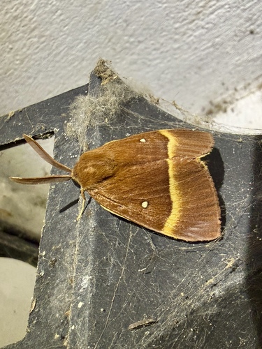 Oak Eggar