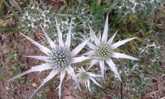(c) Sara Navarro, some rights reserved (CC BY) Eryngium bourgatii, photograph (c) Sara Navarro, some rights reserved (CC BY)