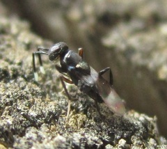 Homalotylus