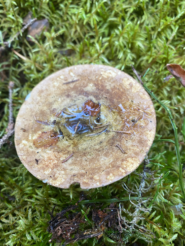 Ugly Milkcap