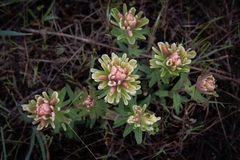Castilleja xanthotricha