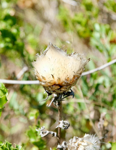 pinecone thistle