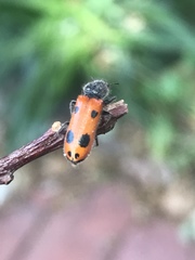 Psoa quadrisignata