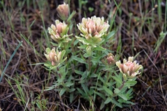 Castilleja xanthotricha