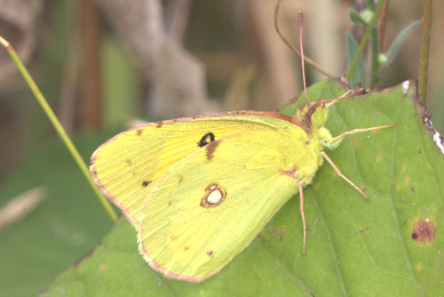 Clouded Yellow