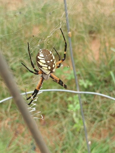 Yellow Garden Spider
