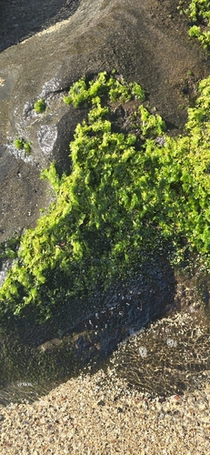 Ulva lactuca observed 2026-09-15