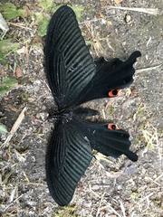 Papilio demetrius