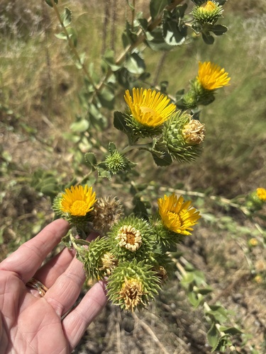 Grindelia ciliata, photograph 3