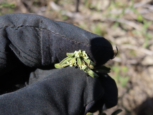 Lippia origanoides