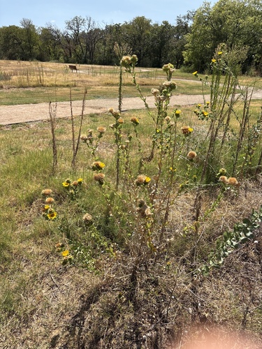 Grindelia ciliata, photograph 4