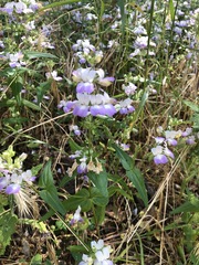 Collinsia concolor