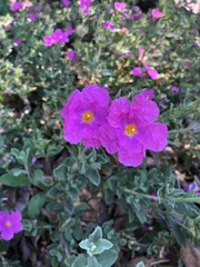 Cistus