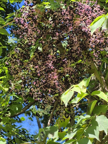 Japanese angelica tree