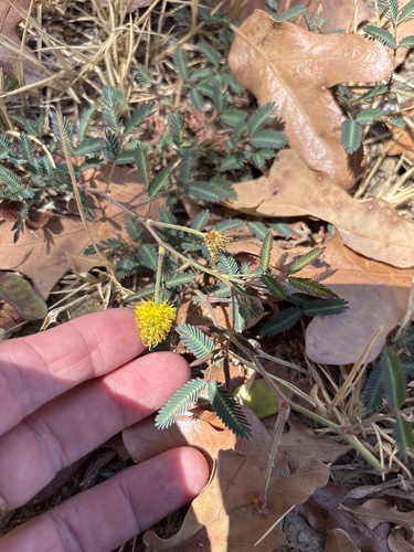 Neptunia lutea, photograph 3