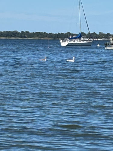 Mute Swan observed by mabuva2021