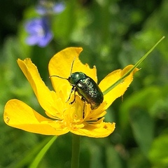 Cryptocephalus sericeus