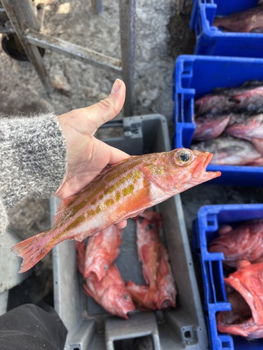 Greenstriped Rockfish