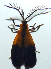Caenia dimidiata