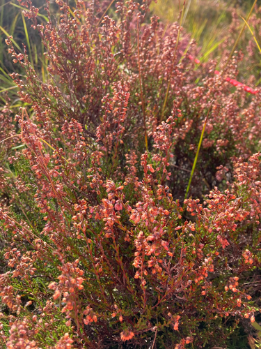 common heather