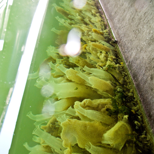 Ciona robusta