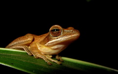 Polypedates maculatus
