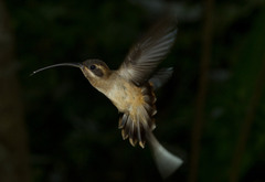 Long-Tailed Hermit photo 2