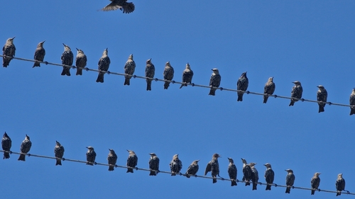European Starling