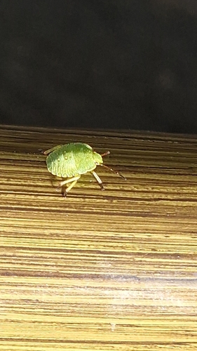 Green Shield Bug